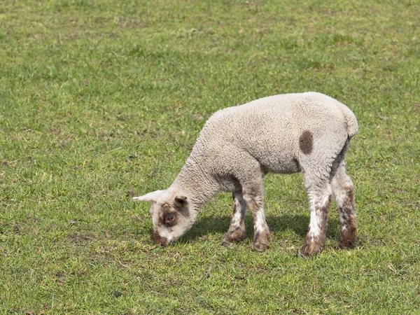 Owieczka wiosna 3 — Zdjęcie stockowe
