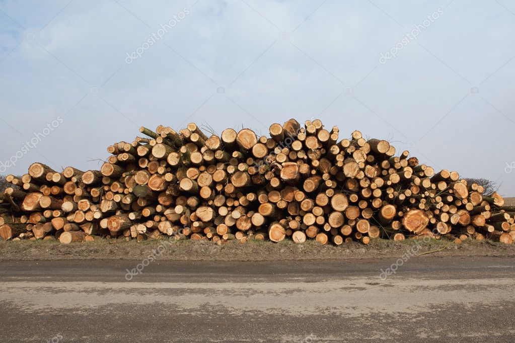 Sawn Larch Logs — Stock Photo © Emjaysmith 5214864