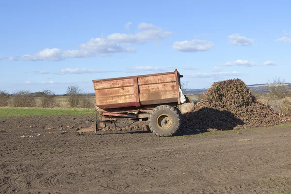 Trailer and fodder beet — Stock Photo, Image