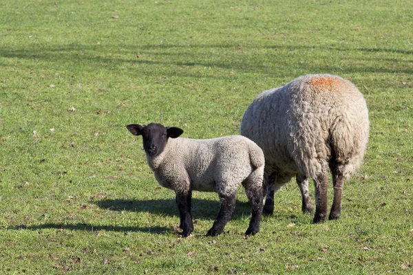 Овца и ягненок 2 — стоковое фото