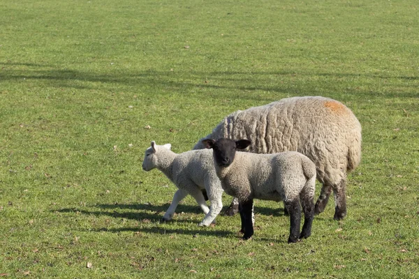 Овца и два ягненка — стоковое фото