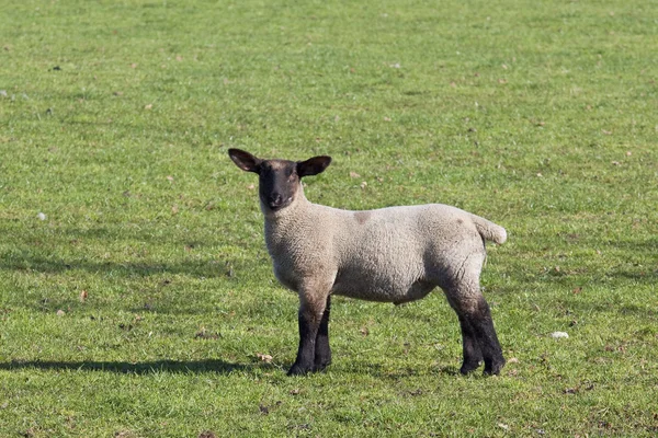 春天的羔羊 — 图库照片