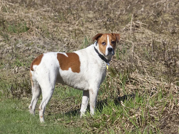 Un cane marrone e bianco — Foto Stock