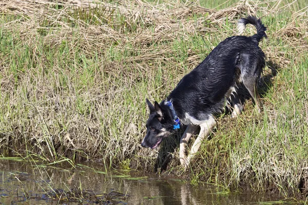 Aktivní kolie pes — Stock fotografie