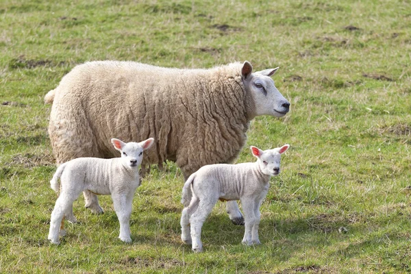 雌ヒツジと双子の子羊 — ストック写真