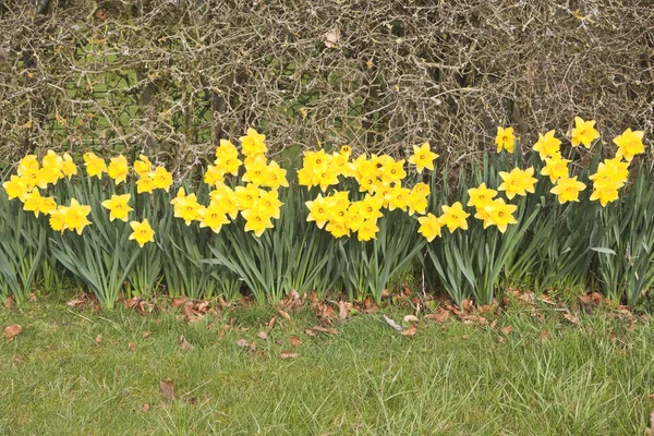 Golden daffodils — Stock Photo, Image