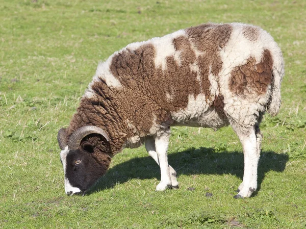 Jacobs schapen — Stockfoto