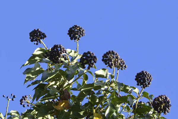 Ripe ivy berries — Stock Photo, Image