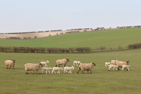 Owce i jagnięta — Zdjęcie stockowe