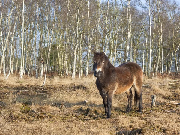 Exmoor ponei cu mesteacăn 2 — Fotografie, imagine de stoc