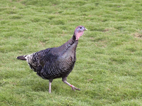 Free range turkey hen — Stock Photo, Image