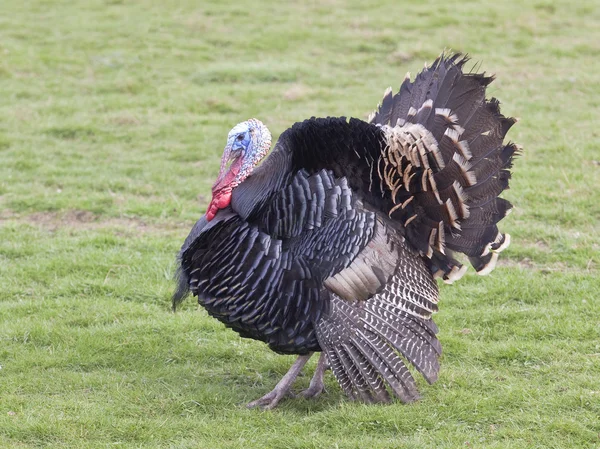 Free range turkey cock 2 — Stock Photo, Image