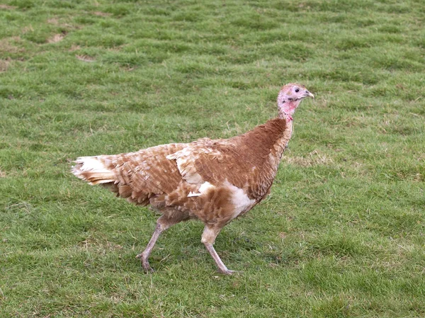 Free range turkey hen 2 — Stock Photo, Image