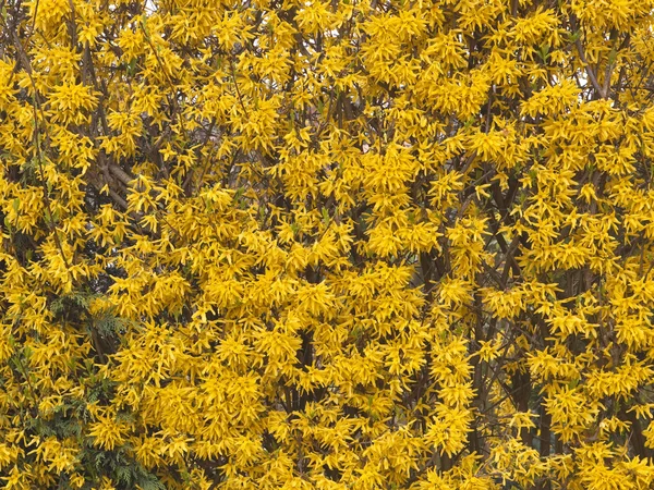 Forsythia flower background — Stock Photo, Image