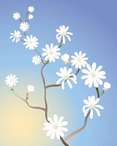 Magnolia — Image vectorielle