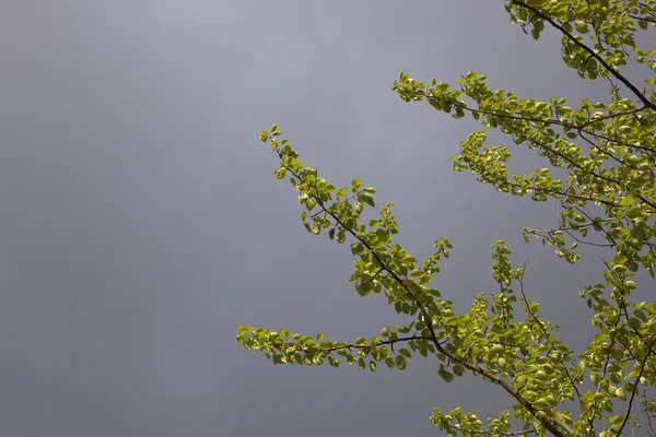 Nuove foglie di pioppo — Foto Stock