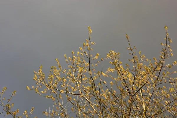 Flowering ash tree — Stock Photo, Image