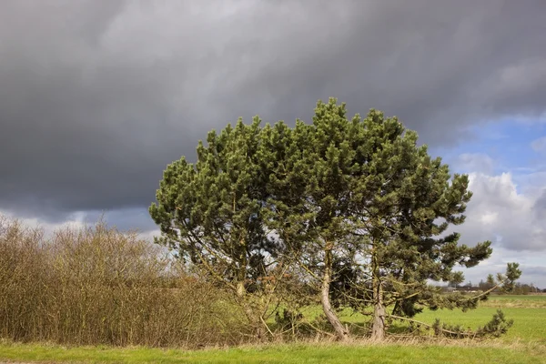 Буря хмари над сосновими деревами — стокове фото