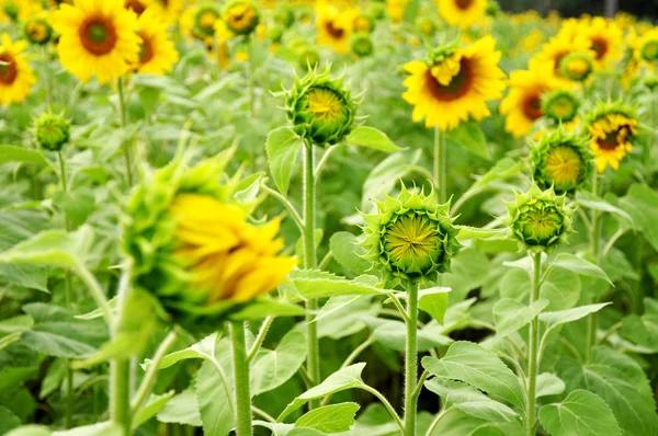 Field of young sunflowers — Stock Photo, Image