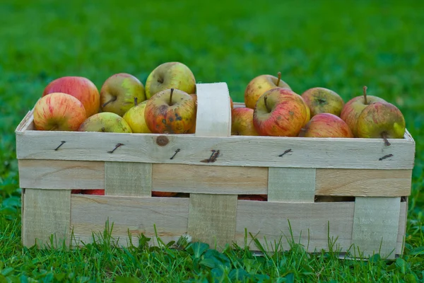 stock image Natural apples in basket