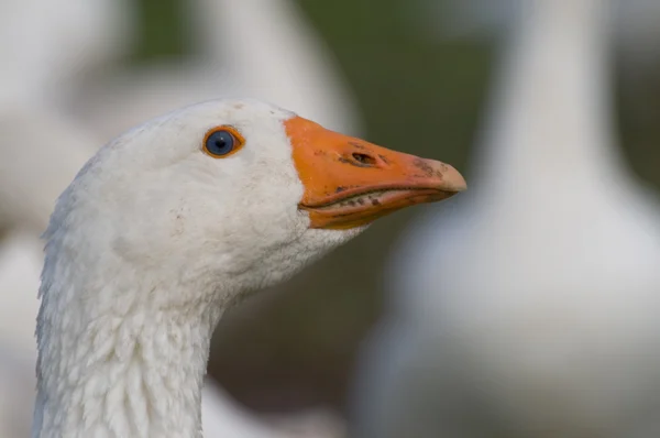 Head of a goose — Stock Photo, Image