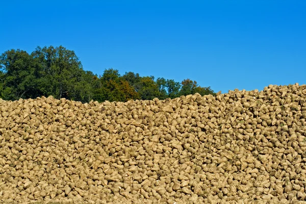 stock image Pile of harvested sugar beets