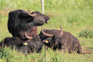 Bataklık bölgede su buffalos