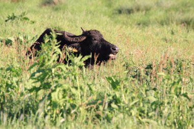 Water buffalo clipart