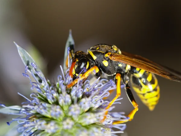 スズメバチ チャバネゴキブリ ロイヤリティフリーのストック画像