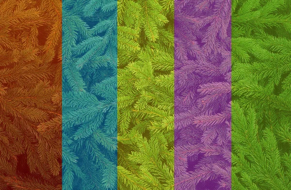 Fur-tree Colored background — Stock Photo, Image