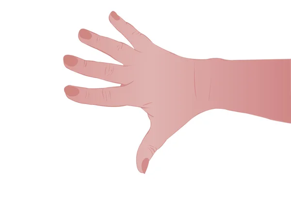 Vectorillustratie Een Vrouwelijke Hand Een Witte Achtergrond — Stockvector
