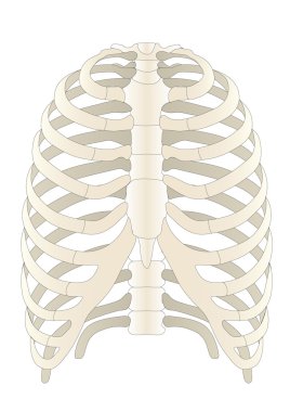 Vector human Skelton bones