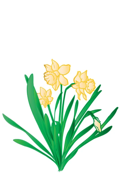 Vector Illustration Green Bush Yellow Flowers Narcissuses — 스톡 벡터