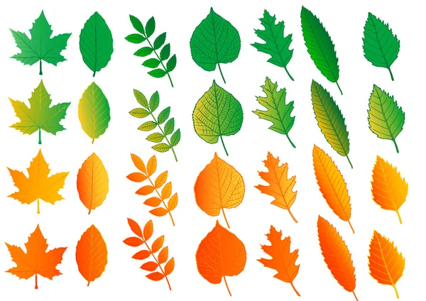 Vector ilustración conjunto hojas de color — Vector de stock