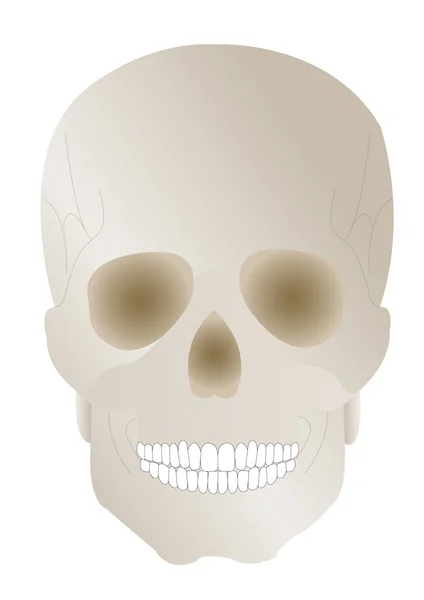 Vector illustration a human skull with earl by a holiday hallowe — Stock Vector