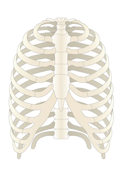 Vektor emberi Skelton csontok — Stock Vector