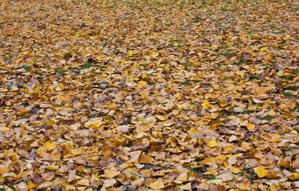 stock image Yellow autumn sheet of a tree against leaves