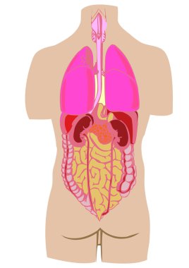 bir bağırsak mide karaciğer kişinin vektör