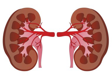 Vector human kidneys medicine anatomy clipart