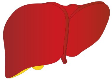 Vector human liver medical anatomy clipart