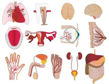 Vector a set of bodies a liver lungs tooth a jaw heart a stomach clipart