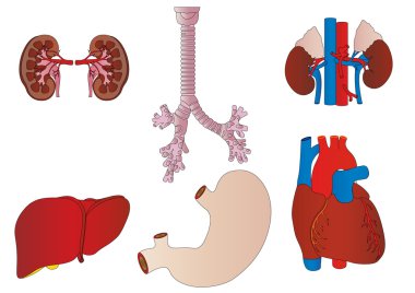 Vector a set of an internal of the person of a kidney, a liver, clipart