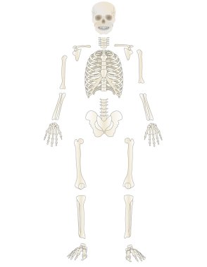 Vector the Skeleton of the person