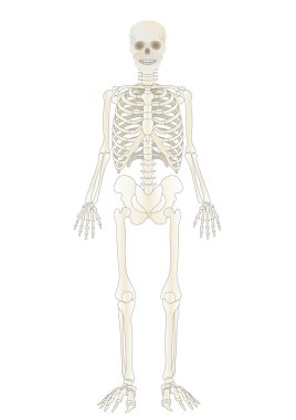 Vector the Skeleton of the person