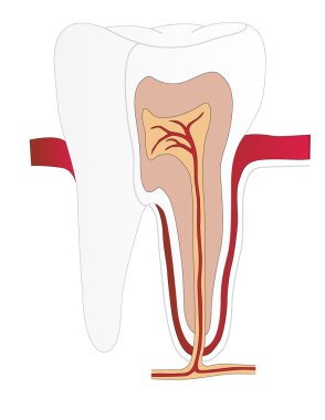 Vector tooth of the person in a cut