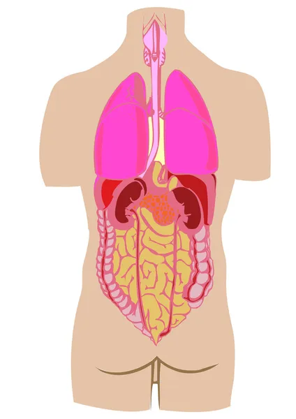 人の肝臓、腸の胃をベクトルします。 — ストックベクタ