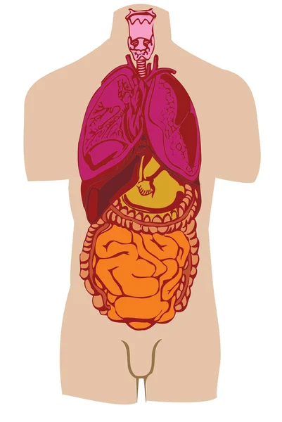 Vector Stomach Gut Liver Person — Stock Vector