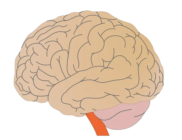 Vektor eines Gehirns der Person — Stockvektor