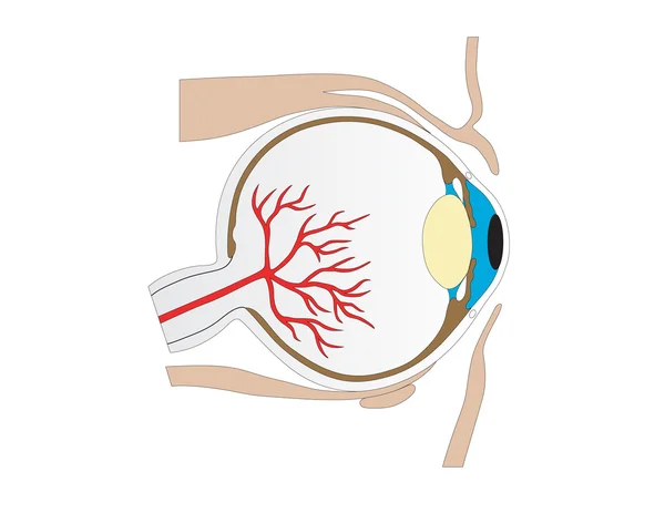 Vector structure of an eye of the person — Stock Vector