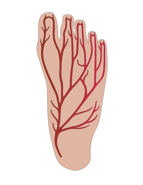 Foot with veins of the person — Stock Vector